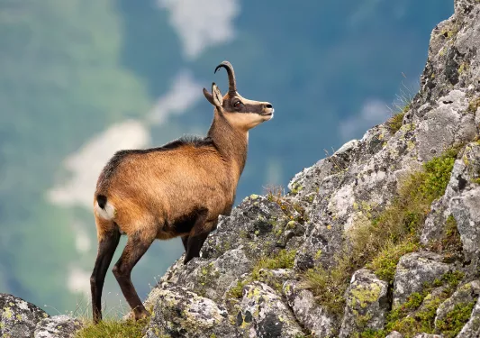 Wild mountain goat on rocky cliff.