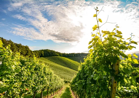 POV shot among grapevines, sun shining.