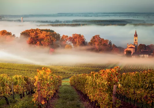 Shot of countryside vineyard, fog rolling in, sunrise.