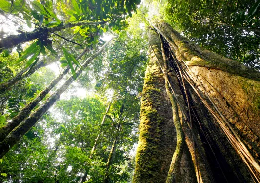 Worm's eye view of forest canopy