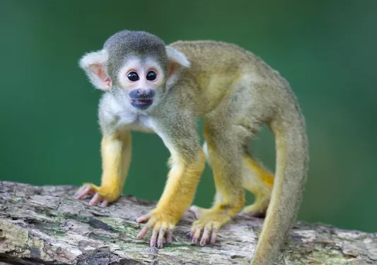 Monkey crouching on tree branch