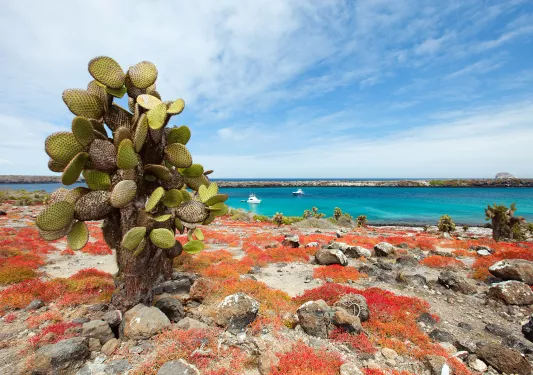 Cactus Coast Ecuador