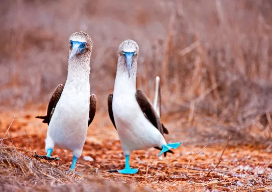 Two Blue Boobie Birds 