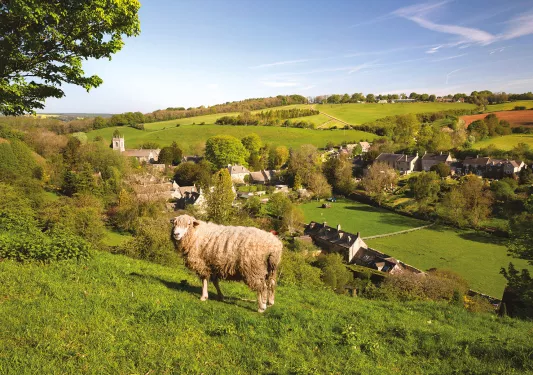 Sheep on a hill in the Cotswalds
