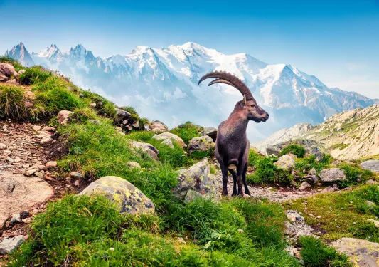 Alpine Ibex on top of mountain.