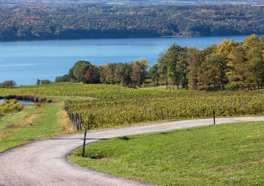 Wide shot of vineyard, river in background.