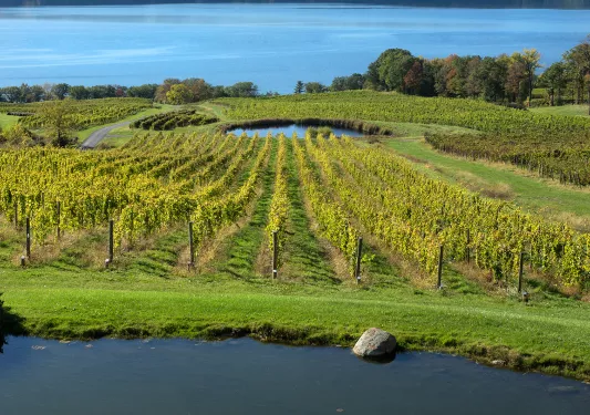 Wide shot of vineyard, river in background.
