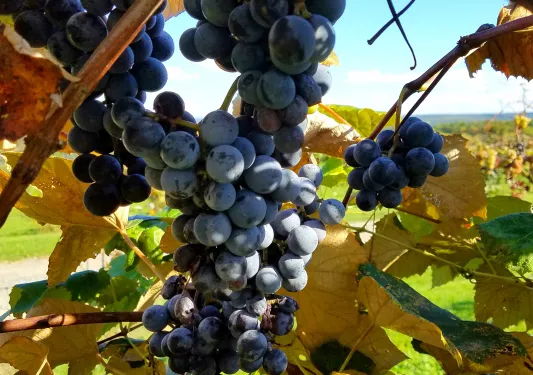 Shot of red wine grapes.