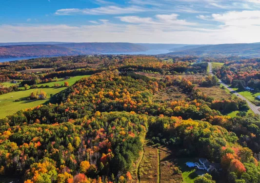 Bird's eye shot of autumnal forest.