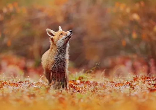 Fox among autumnal meadow.