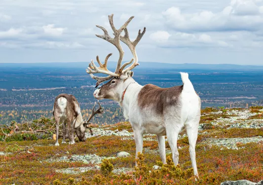 Shot of two Tundra Reindeer.