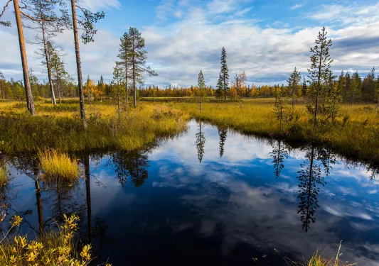 Wide shot of grassy marshland, trees dotting it.