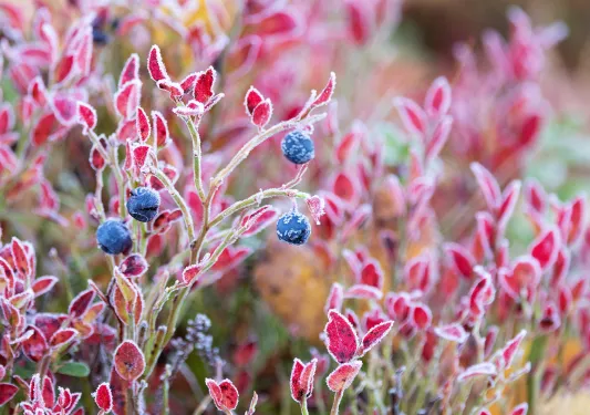 Close-up of frozen berry bush.