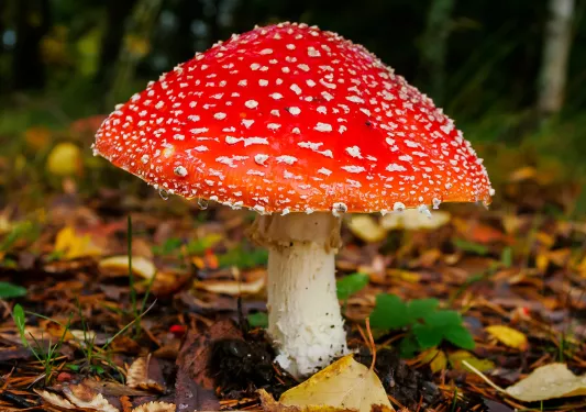 Close-up of Fly Agaric mushroom.
