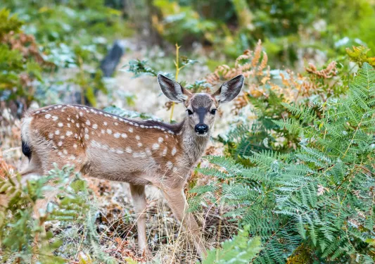 Deer among the greenery of a forest.
