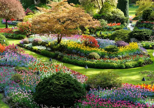 Shot of some of the flowers at Butchart Gardens.