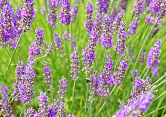 Lavender field in bloom in summer time on Salt Spring Island in British Columbia, Canada