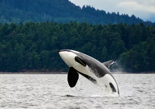 Orca jumping out of the water