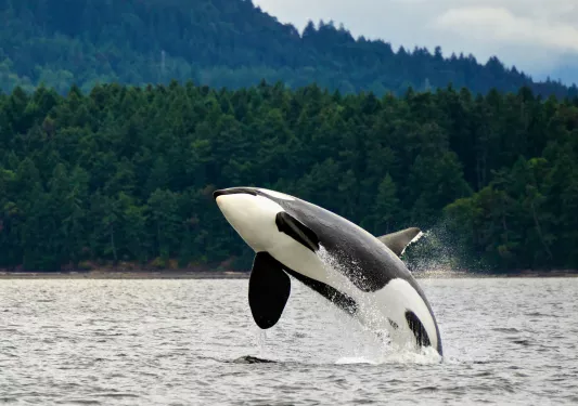 Shot of a breaching Orca, lush forest in background.