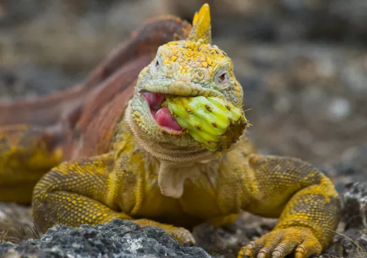 Lizard Eating Cactus