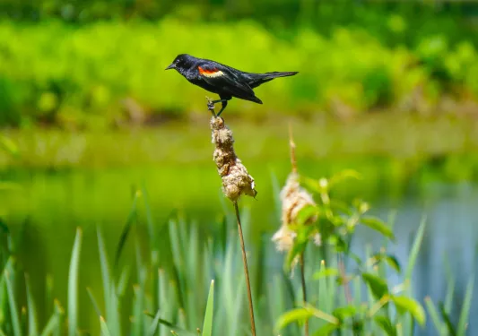 Close up of male red-winged black bird, stream in background.