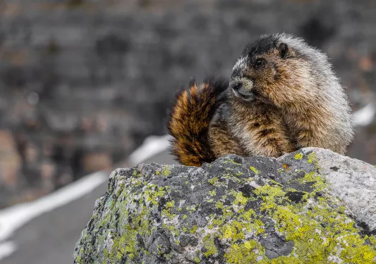 Close-up shot of Yellow-bellied Marmot