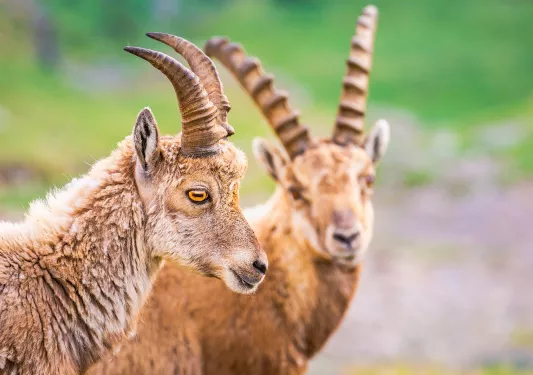 Close-up of two Alpine Ibex.