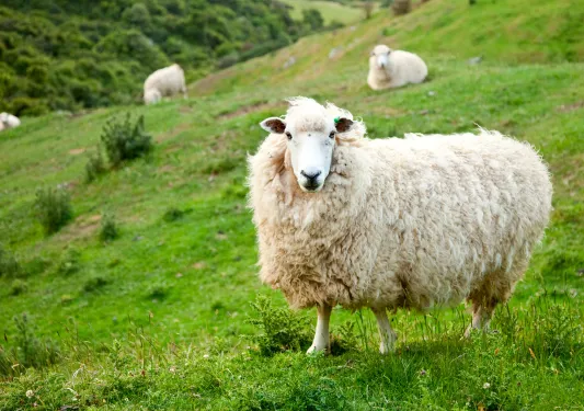 Sheep Hillside Ireland