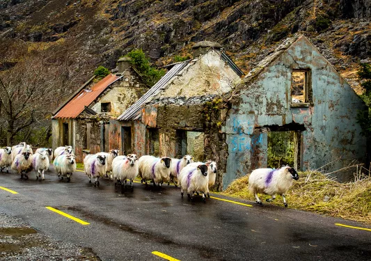 Sheep Traffic Ireland