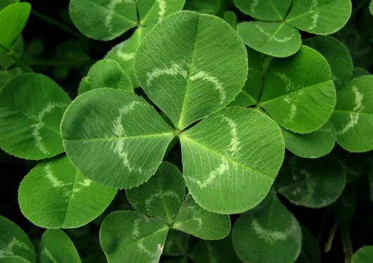 Shamrock Ireland