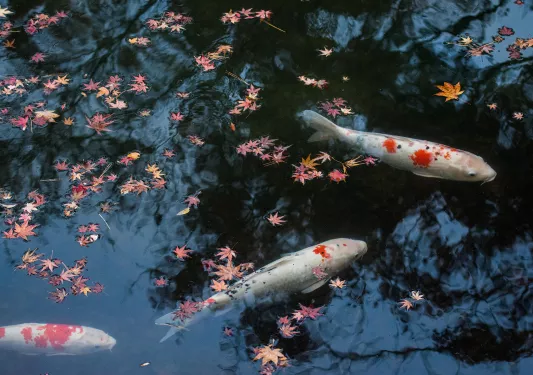 Pond full of koi fish in Japan
