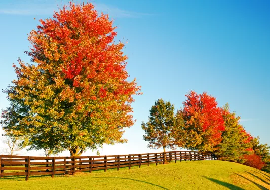 Shot of vibrant red trees amidst farmland.