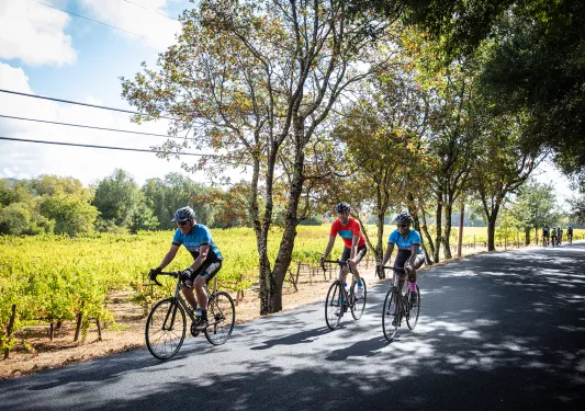 Group of guests riding on a shady road, vineyard to their right.