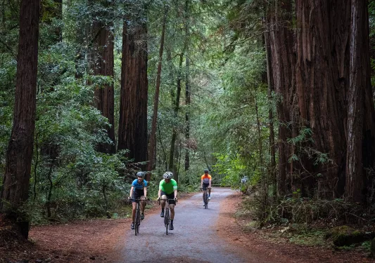 Three guests cycling through a redwood forest.
