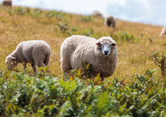 Two Sheep Hillside England