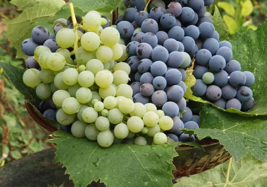 Grapes