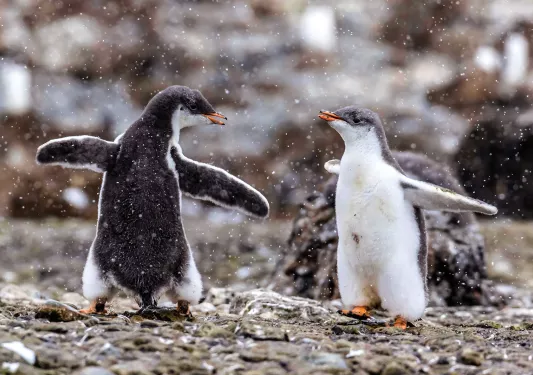 Two penguins on a rocky beach in Antarctica