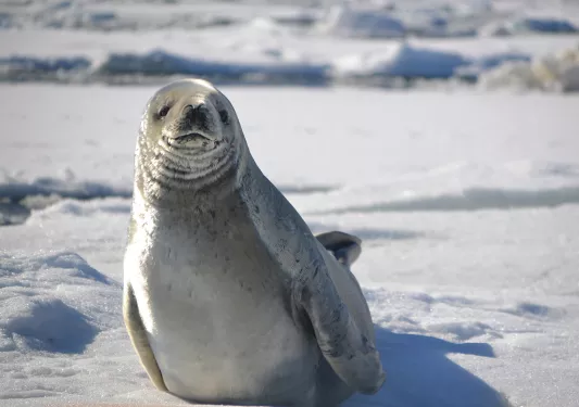 Seal in Antarctica
