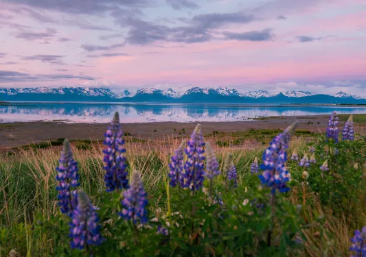 Wide shot of open meadow during sunrise, mountain range, large lake.