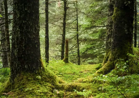 Shot of mossy forest floor.