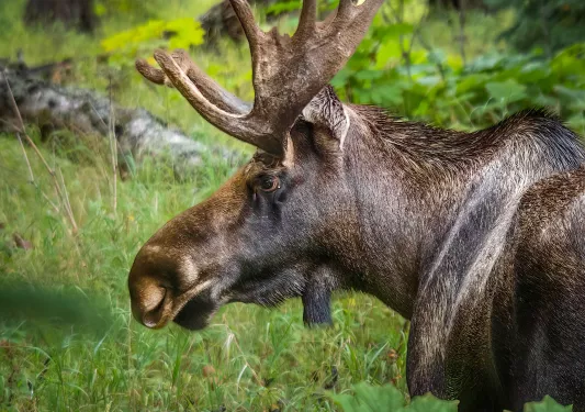 Closeup of wild moose and forest landscape.
