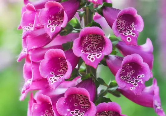 Closeup of blooming Snapdragon flowers.