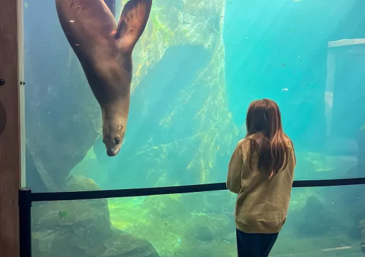 Seal in aquarium