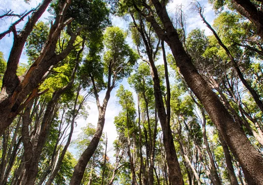 Point of view shot, looking up towards treetops in forest.