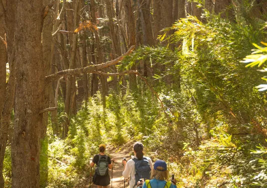 Three guests walking down forest trail, sunlight shining through.