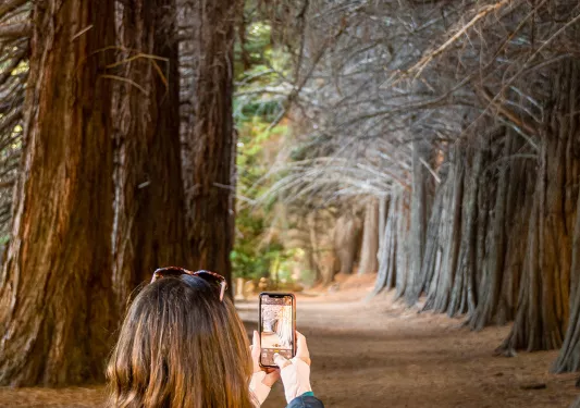 Guest taking photo of redwood grove.