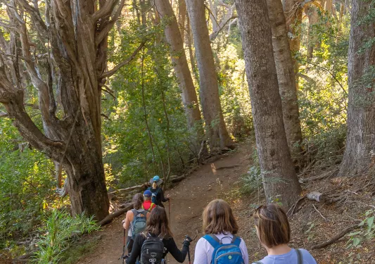 Five guests walking down forest trail, sun shining through trees.
