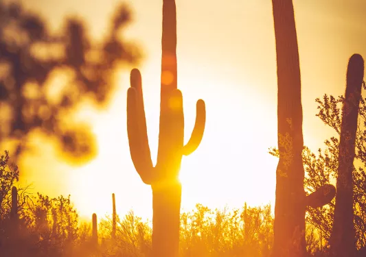 Cacti portrait at sunset