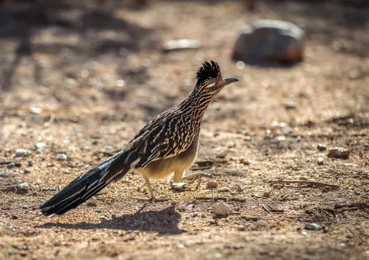 up-close of bird in Arizona