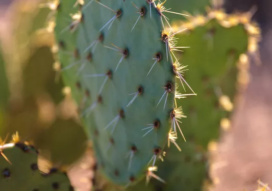 Close-up shot of cactus spikes